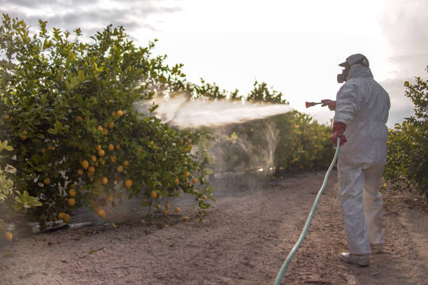 Best Emergency Pest Control  in Guadalupe, CA