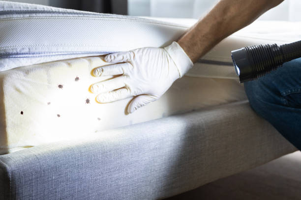 Best Mosquito Control Services  in Guadalupe, CA